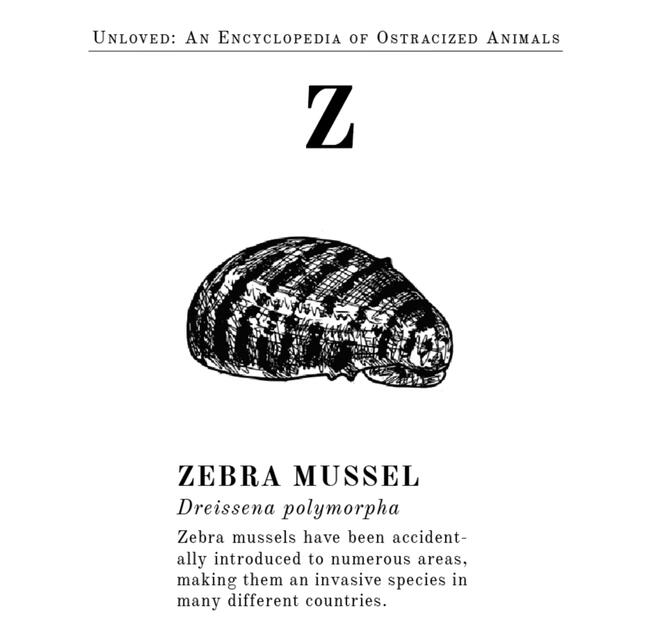 Zebra mussel, you were originally native